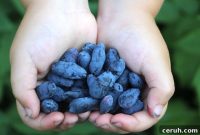 Growing Honeyberries (Haskap): Planting, Care & Harvest Guide