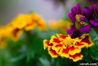 Rocking Mother’s Day Weekend: Day Four Ideas and Plans