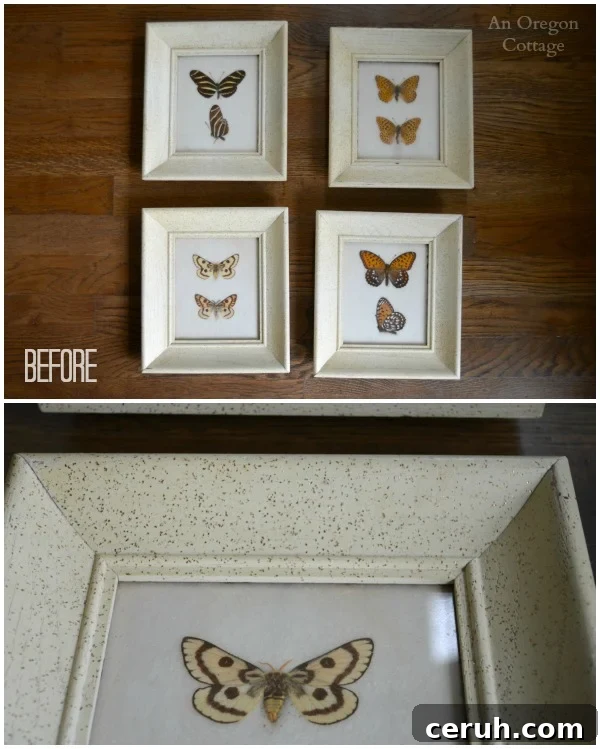 1950s Butterfly Specimens and detail before