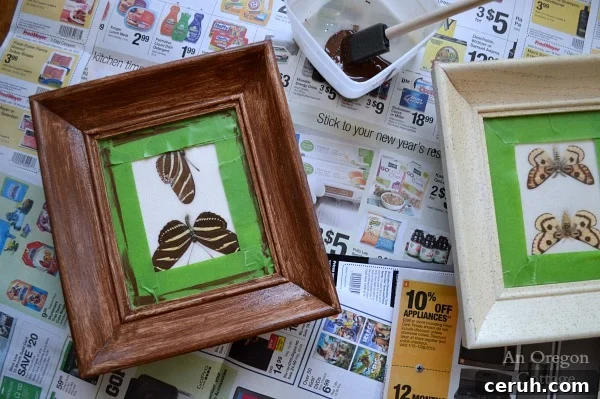 Butterfly Specimen Frame Makeover Step 1