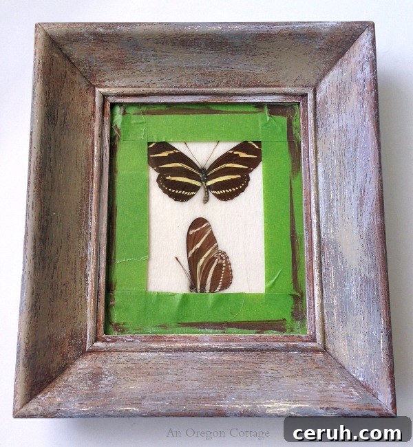 Butterfly Specimen Frame Makeover Step 2