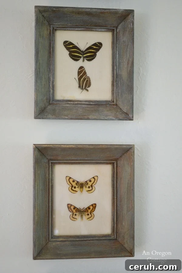1950s Butterfly Specimen Frames After