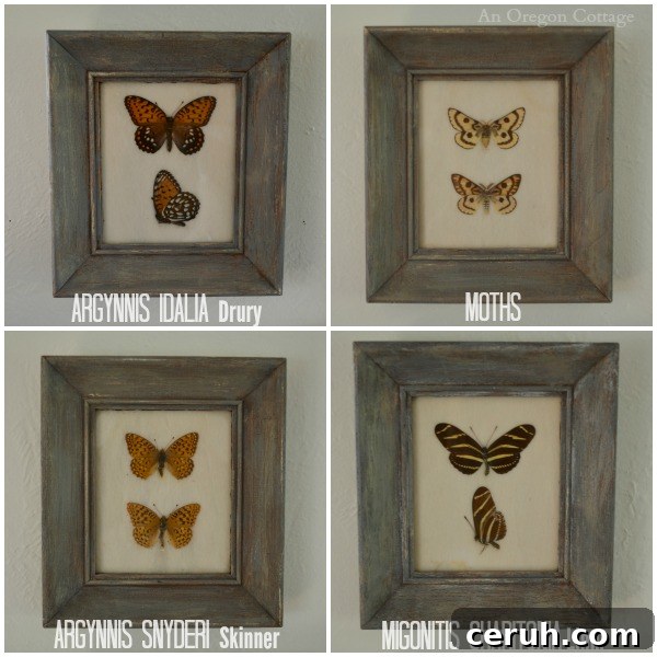 Midcentury Butterfly Specimens, Named