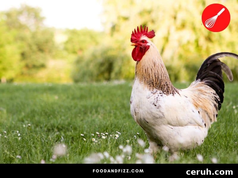 Animals should have been well-cared for and not maltreated for it to be considered halal.
