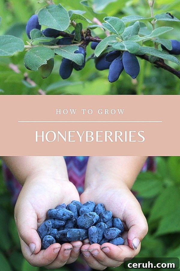 Growing Honeyberries (Haskap): Planting, Care & Harvest Guide 13 How to Grow Honeyberries (Haskap Berries) ~ Hardy to zone 2 and tolerant of poor soils, honeyberries are a great choice northern gardeners. They're the earliest ripening fruit, ready 3 weeks before the first strawberries. If you're looking for an easy to grow berry with minimal maintenance, then honeyberries have you covered. #honeyberry #haskap #permaculture #howtogrow #orchard #homesteading #growingfood #trees #gardening #perennial #selfsufficiency #gardeningtips