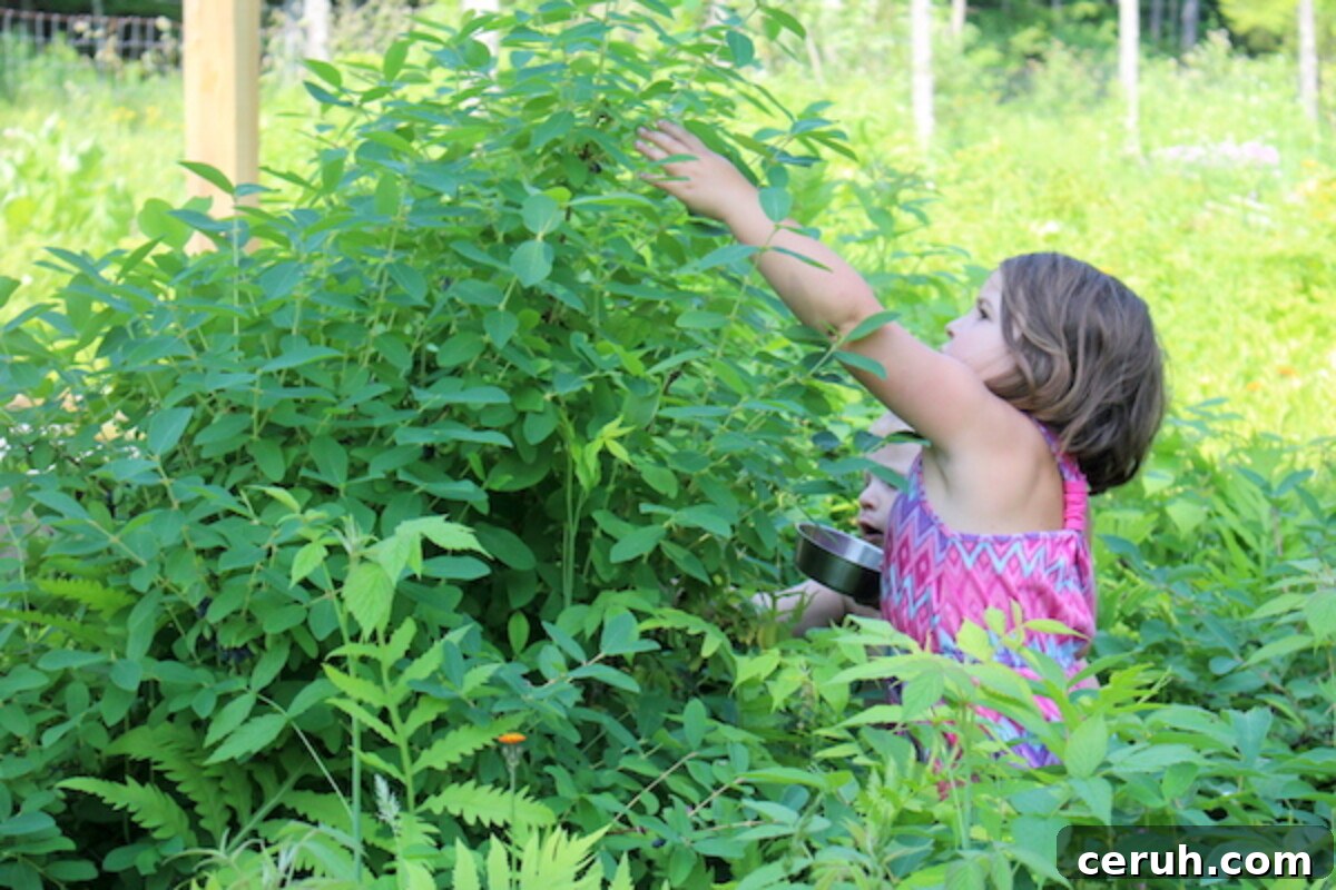 Growing Honeyberries (Haskap): Planting, Care & Harvest Guide 3 Children harvesting haskap berries (honeyberries)