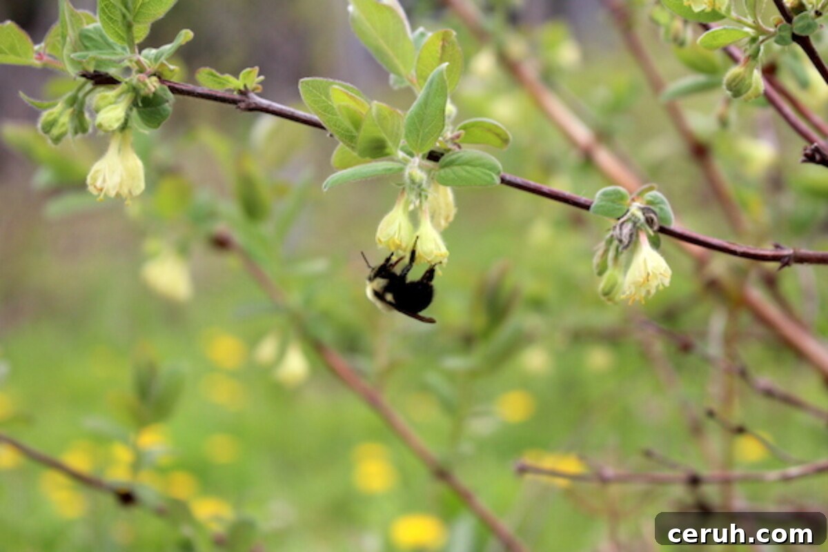 Growing Honeyberries (Haskap): Planting, Care & Harvest Guide 4 Native Bumble Bee Visiting honeyberry flowers in the early spring (haskap flowers)