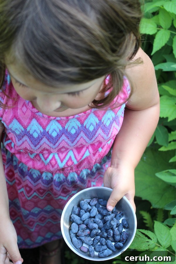 Growing Honeyberries (Haskap): Planting, Care & Harvest Guide 5 A child picking honeyberries (haskap berries)