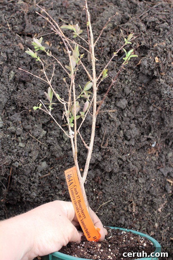 Growing Honeyberries (Haskap): Planting, Care & Harvest Guide 6 Young honeyberry plant in a pot, ready for planting.