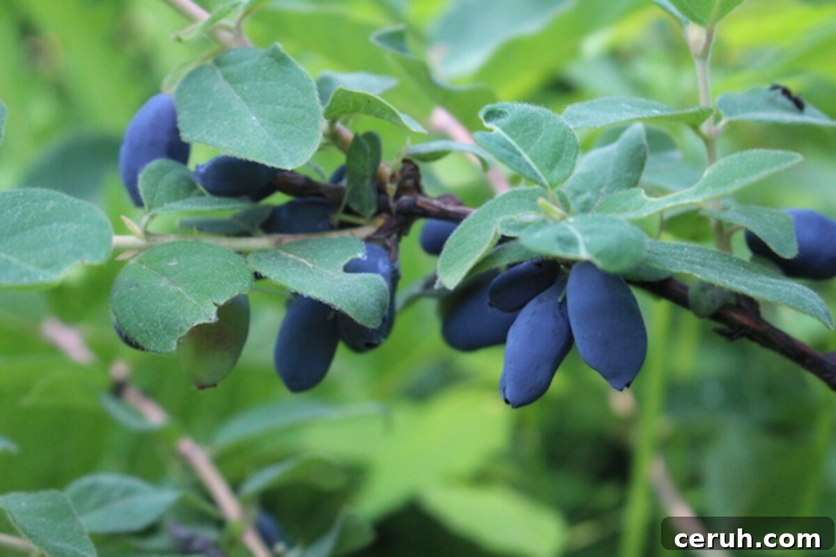 Growing Honeyberries (Haskap): Planting, Care & Harvest Guide 7 honeyberry fruit that have just ripened on the plant