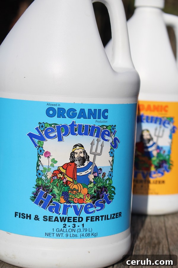 Growing Honeyberries (Haskap): Planting, Care & Harvest Guide 8 Fish Emulsion Fertilizer has been the best honeyberry fertilizer in our experience.