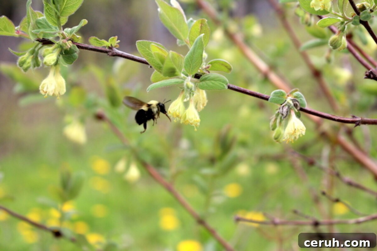 Growing Honeyberries (Haskap): Planting, Care & Harvest Guide 9 A bumble bee pollinator for honeyberries