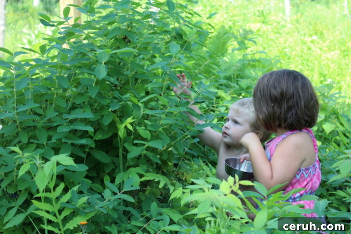 Growing Honeyberries (Haskap): Planting, Care & Harvest Guide 10 Two children harvesting honeyberries