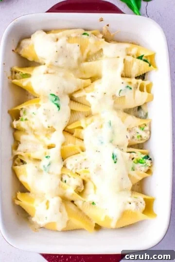 Pasta shells stuffed with chicken alfredo and broccoli in a casserole dish.