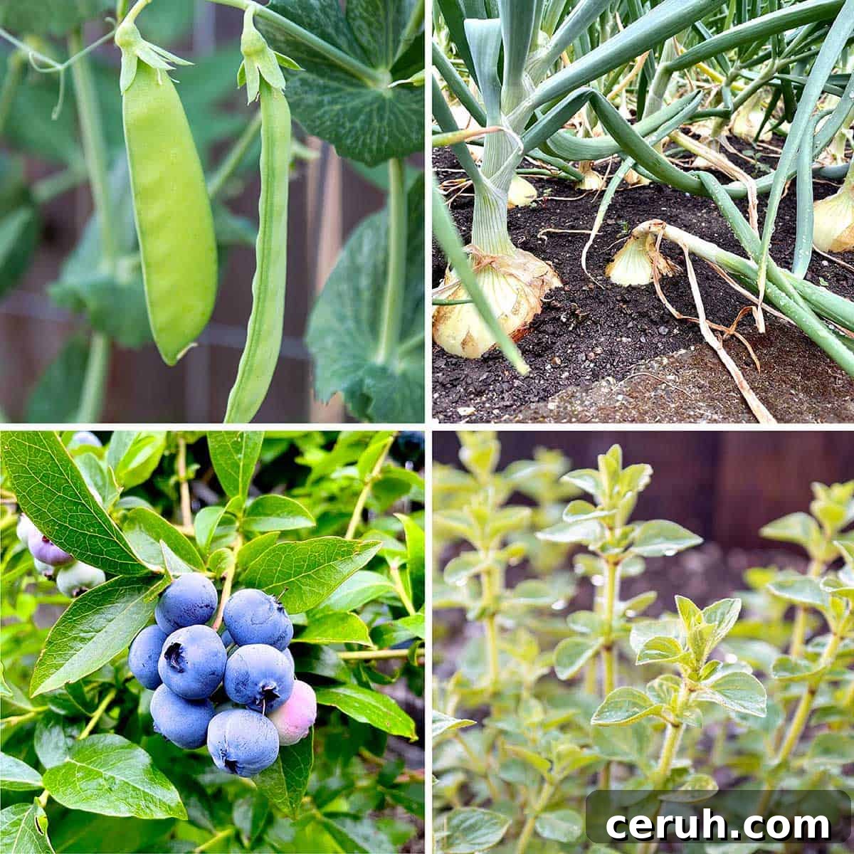 Four images of pea plants, onions in the ground, an herb plant and blueberries on a plant.