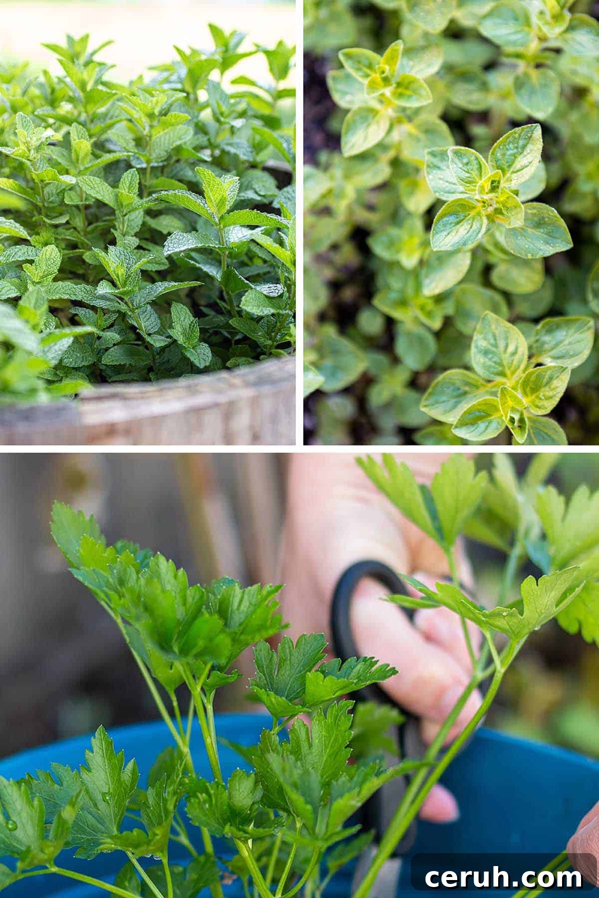 Three images of a mint plant, oregano leaves and a hand cutting parsley stalks. 