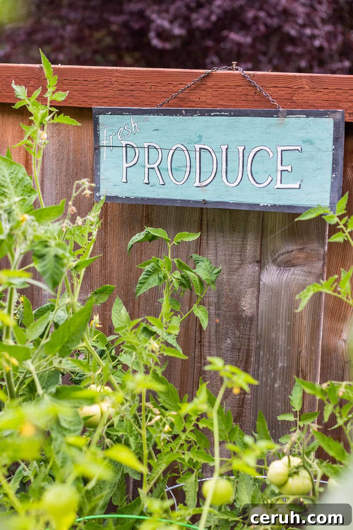 Backyard garden with tomato plants and harvest basket with tomatoes, tomatillos and berries. 