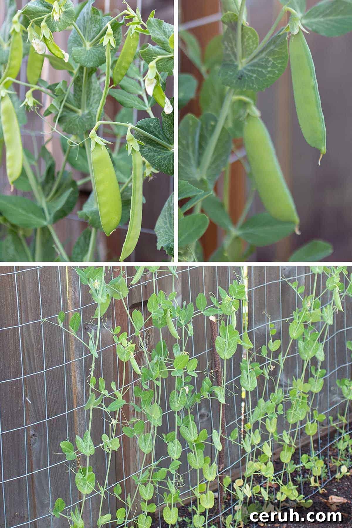 Three images of peas being grown in a garden.