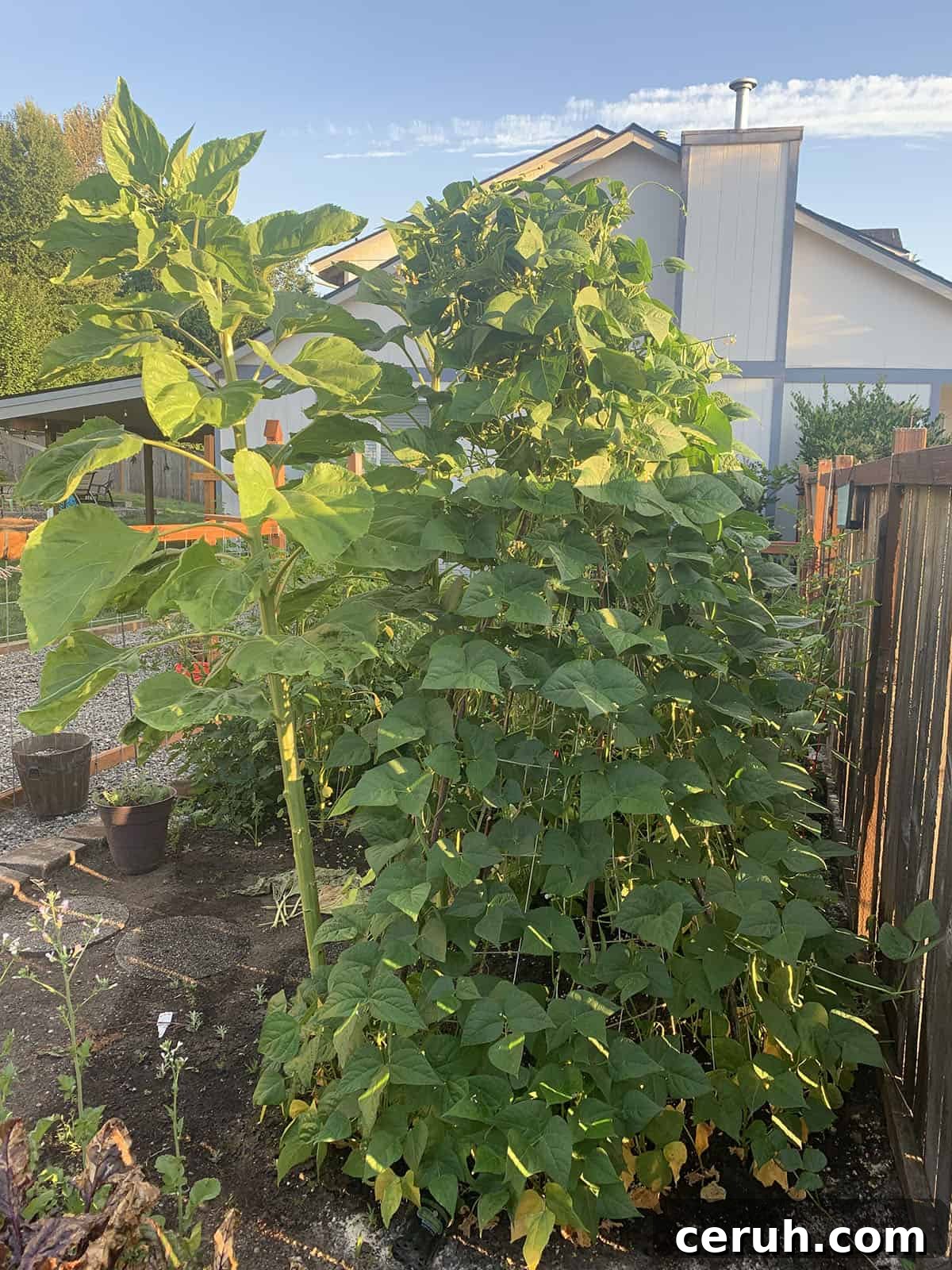 Green beans growing on a trellis with mammoth sunflowers. 
