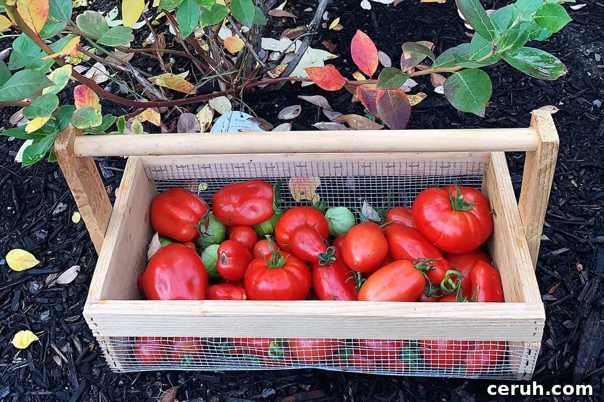 Gardening basket with homegrown tomatoes.