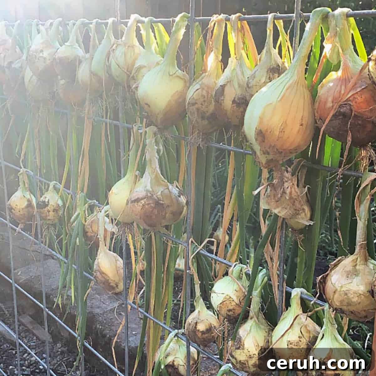 Homegrown onions hanging on a fence to finish curing