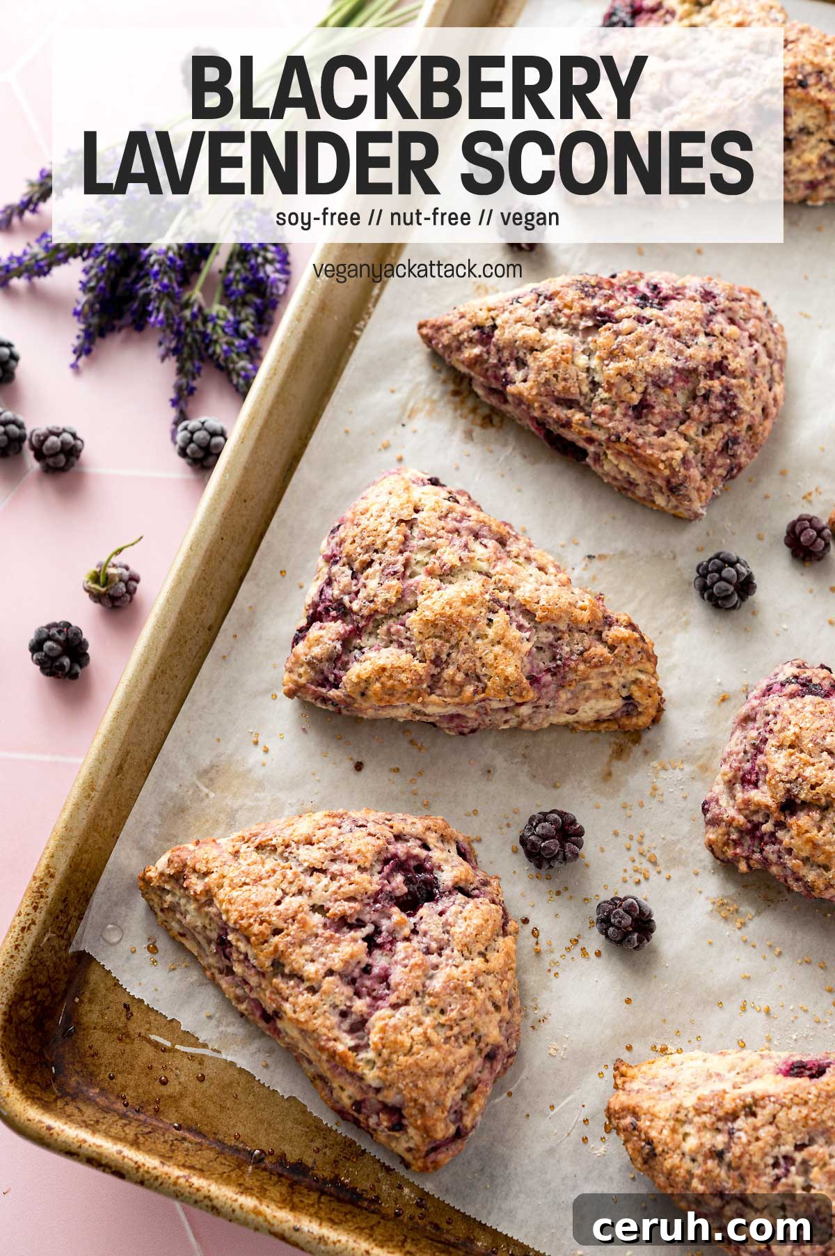 baked scones on a lined baking tray with blackberries and fresh lavender, with text overlay 'blackberry lavender scones'