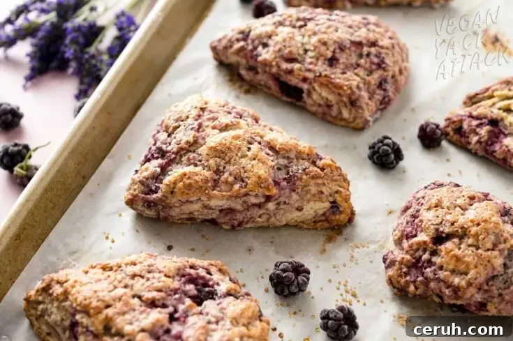 baked scones on a lined baking tray with blackberries and fresh lavender