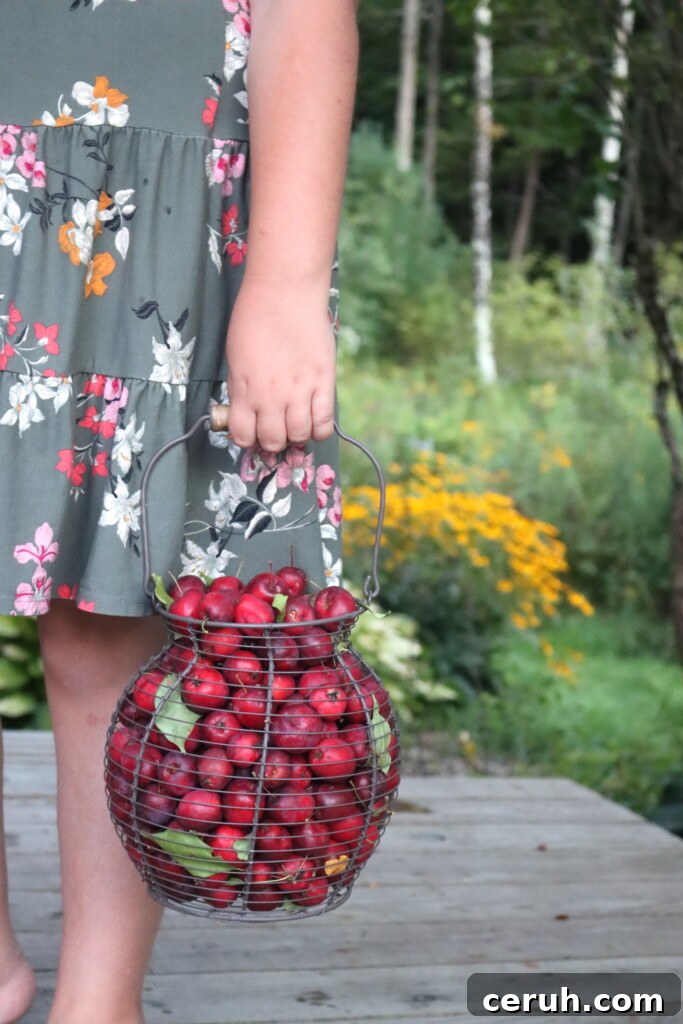 Crabapples in a basket held by a child.
