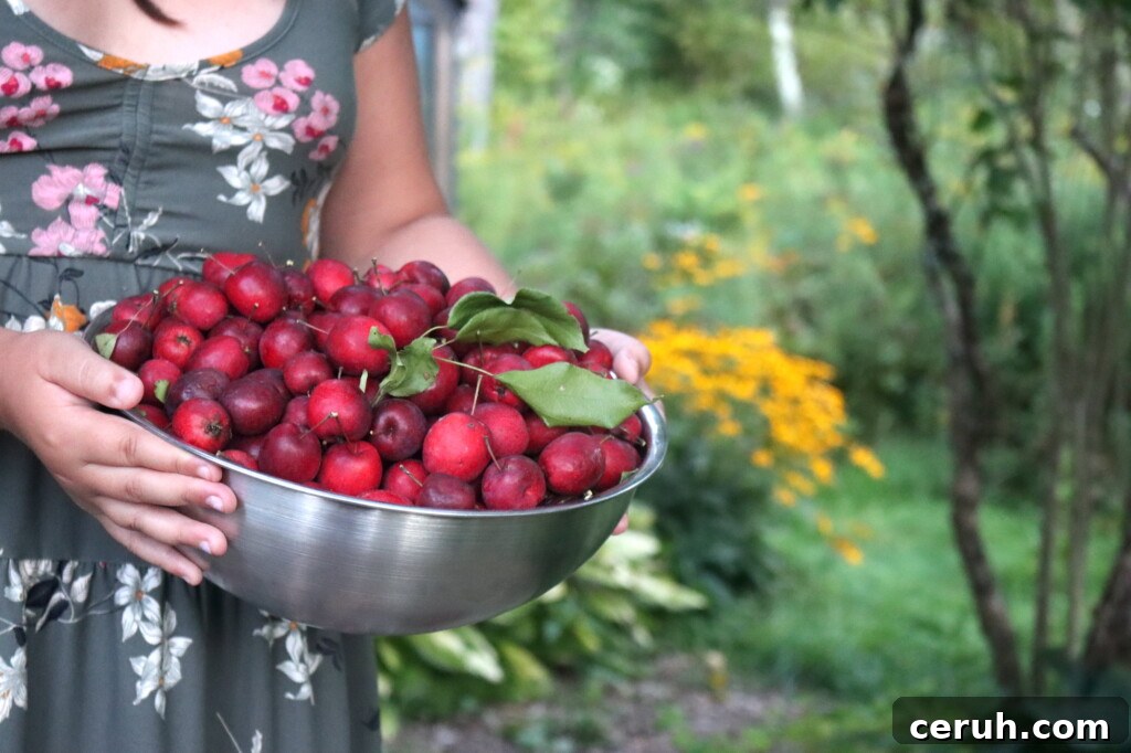 Crabapples in a bowl held by a child.